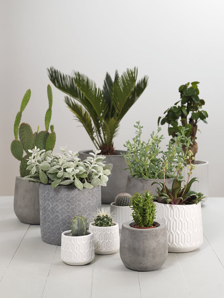 Gronneplanter-0783.jpg