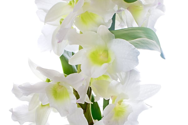 Dendrobium.jpg