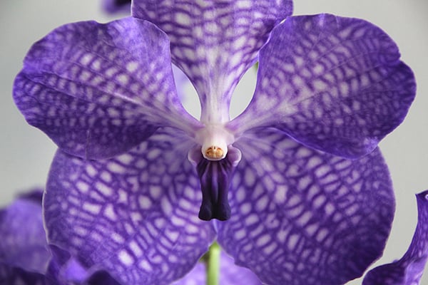 Vanda.jpg