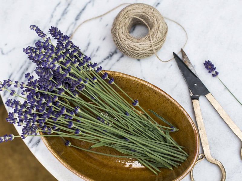 floriss-lavendel-fat.jpg