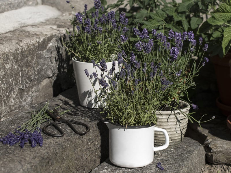 floriss-lavendel-trapp.jpg