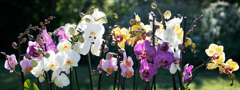 Phalaenopsis &ndash; v&aring;r mest popul&aelig;re orkid&eacute;