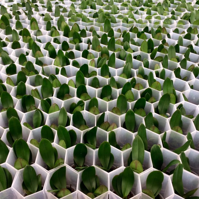 floriss-phalaenopsis-orkidee-drivhus-planting-blader-gronne.jpg