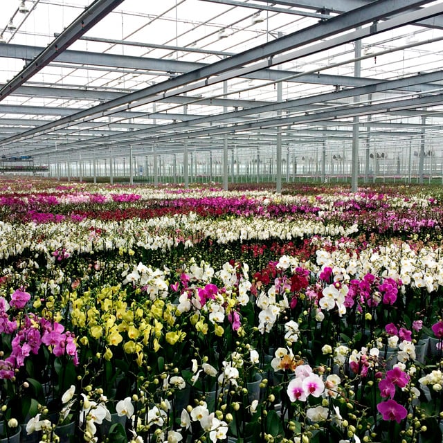 floriss-phalaenopsis-orkidee-drivhus.jpg