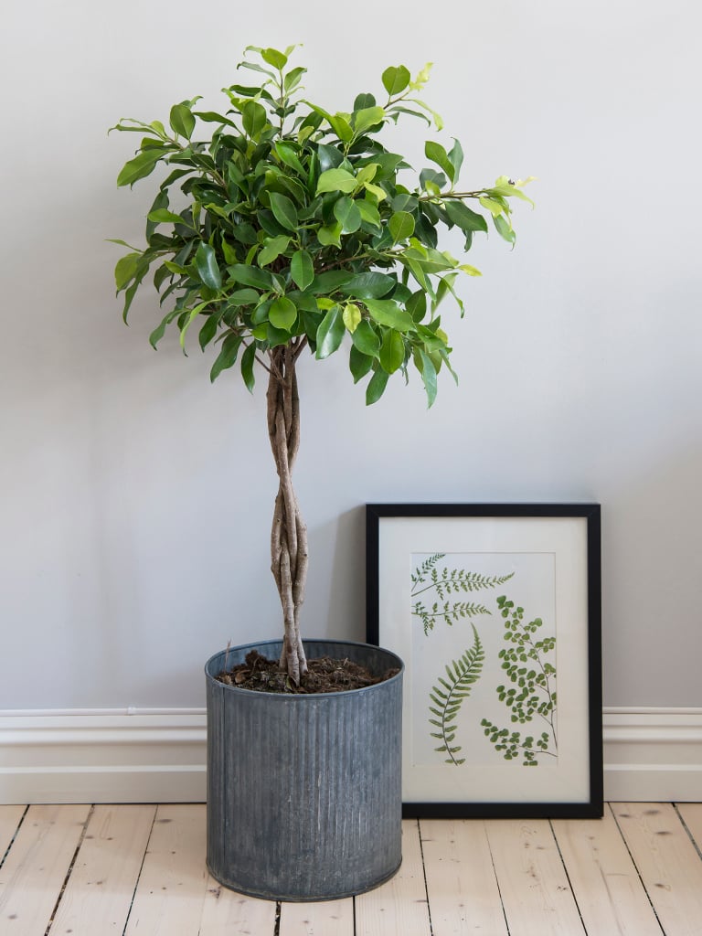 gronne-planter-VIII-DSC2309.jpg