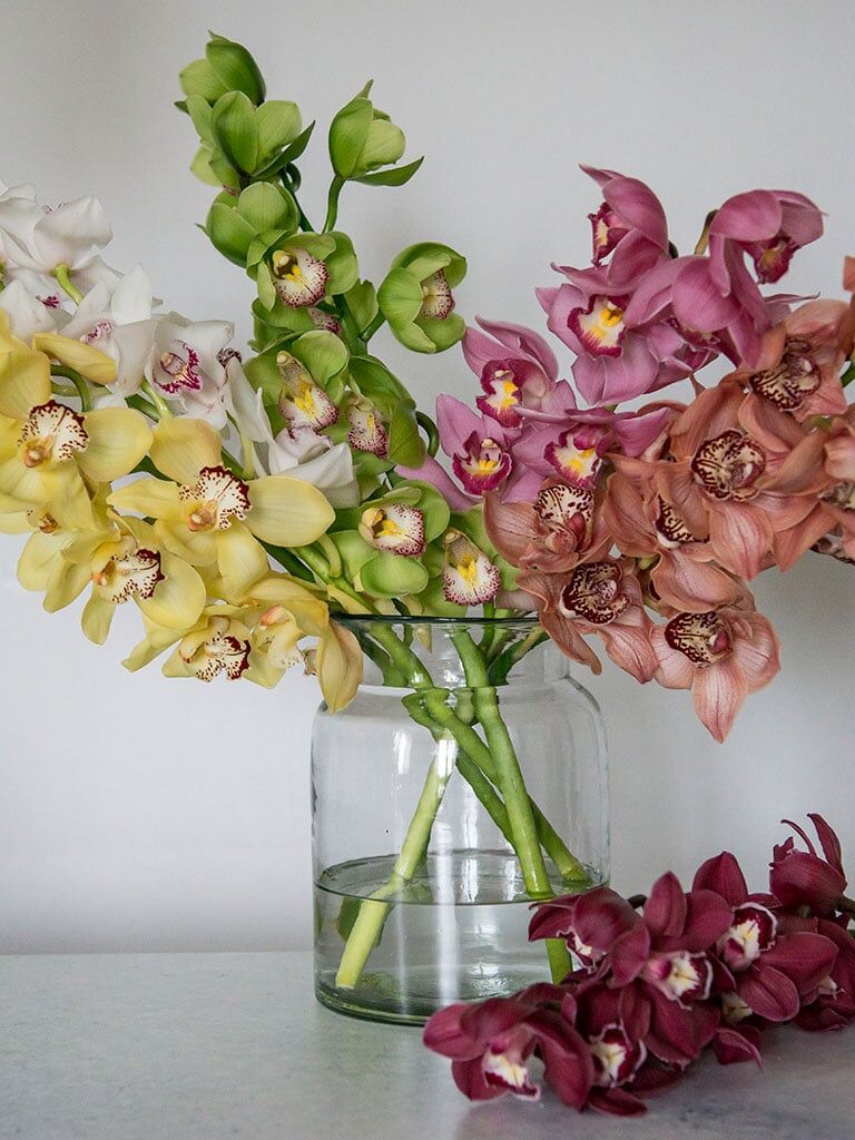 Cymbidium orkid&eacute;