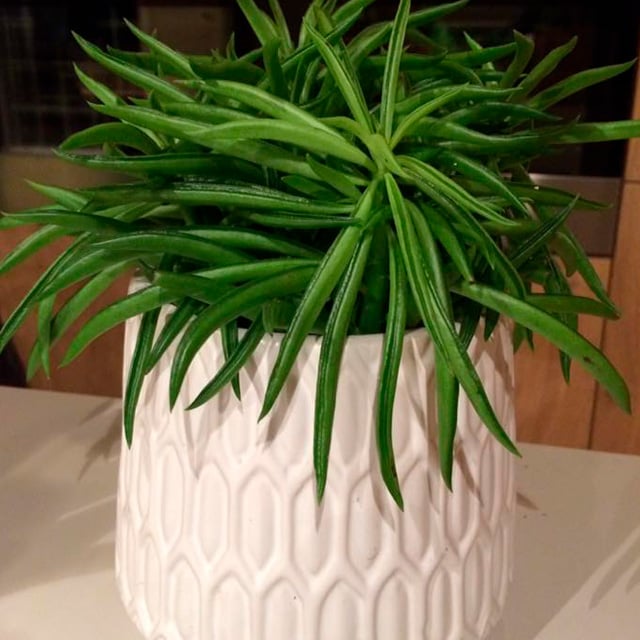 floriss-peperomia-nevada-3.jpg