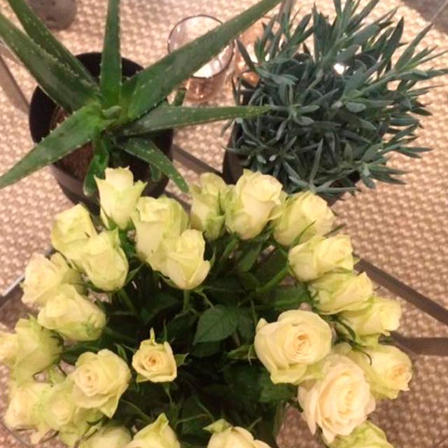 floriss-aloe-vera-roser-oliventre.jpg