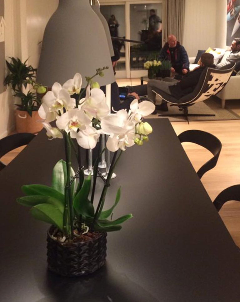 floriss-phalaenopsis-orkide.jpg