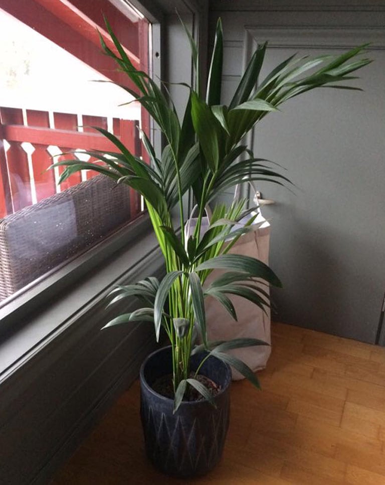 floriss-howea-palme-2.jpg