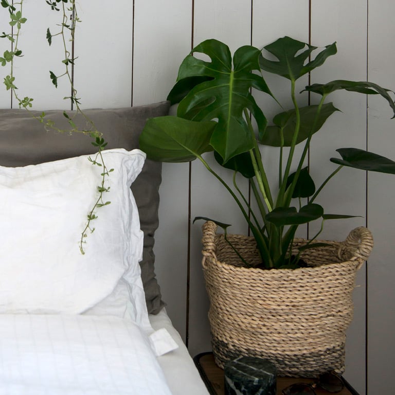 monstera-vindusblad-2.jpg
