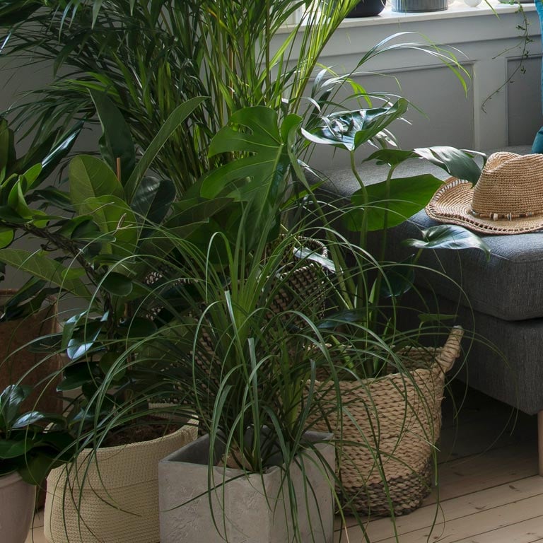 beaucarnea-recurvata-elefantfot-2.jpg