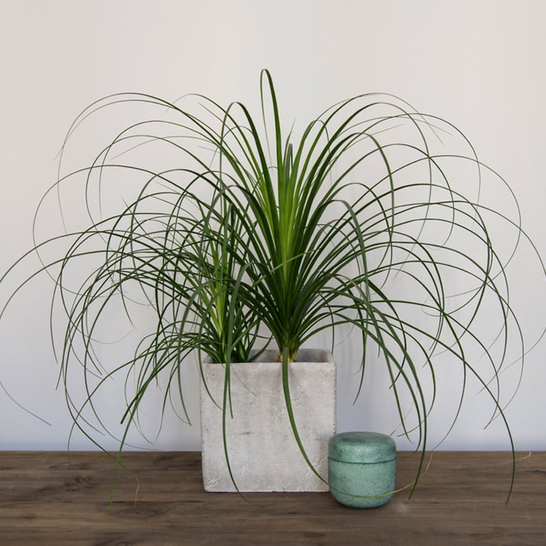 beaucarnea-recurvata-elefantfot-1.jpg