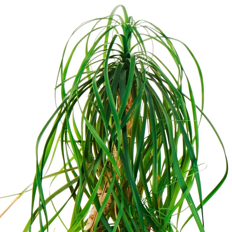 beaucarnea-recurvata-elefantfot-2-1.jpg