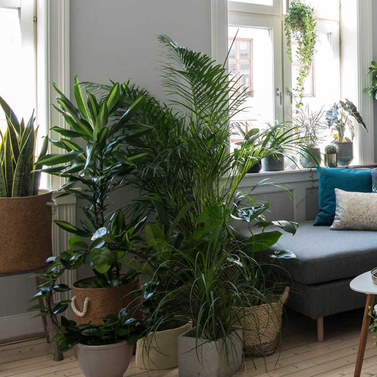 ficus-elastica-gummifiken-6.jpg