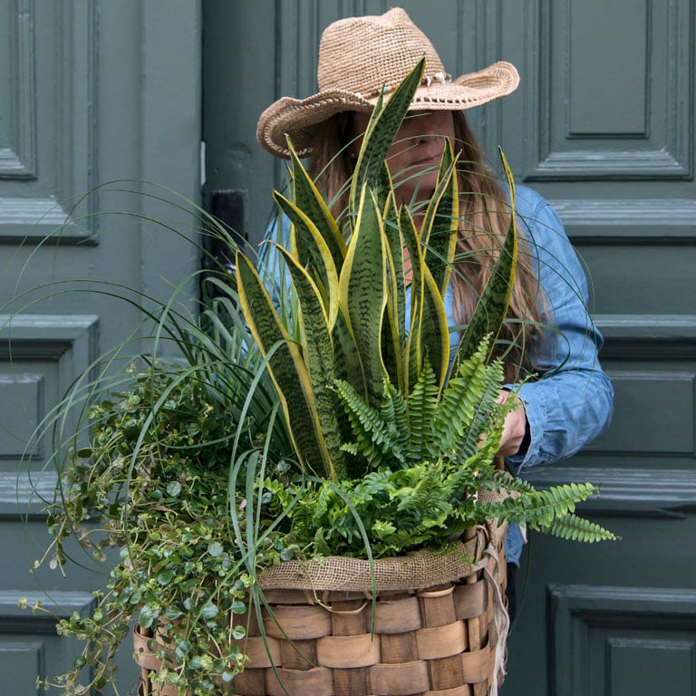 sansevieria-trifasciata-svigermors-tunge-2.jpg