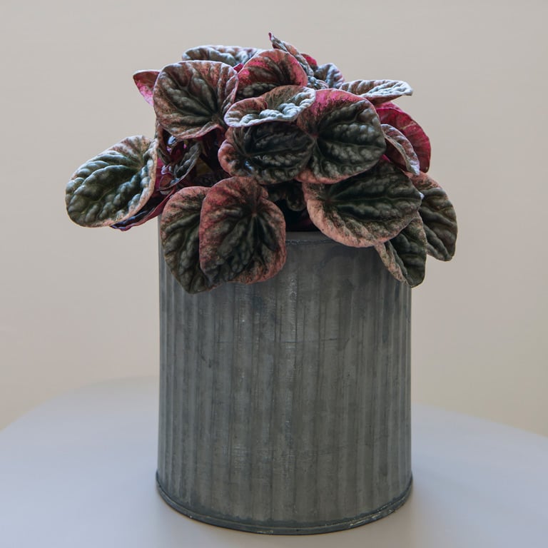 pilea-peperomia-caperata.jpg