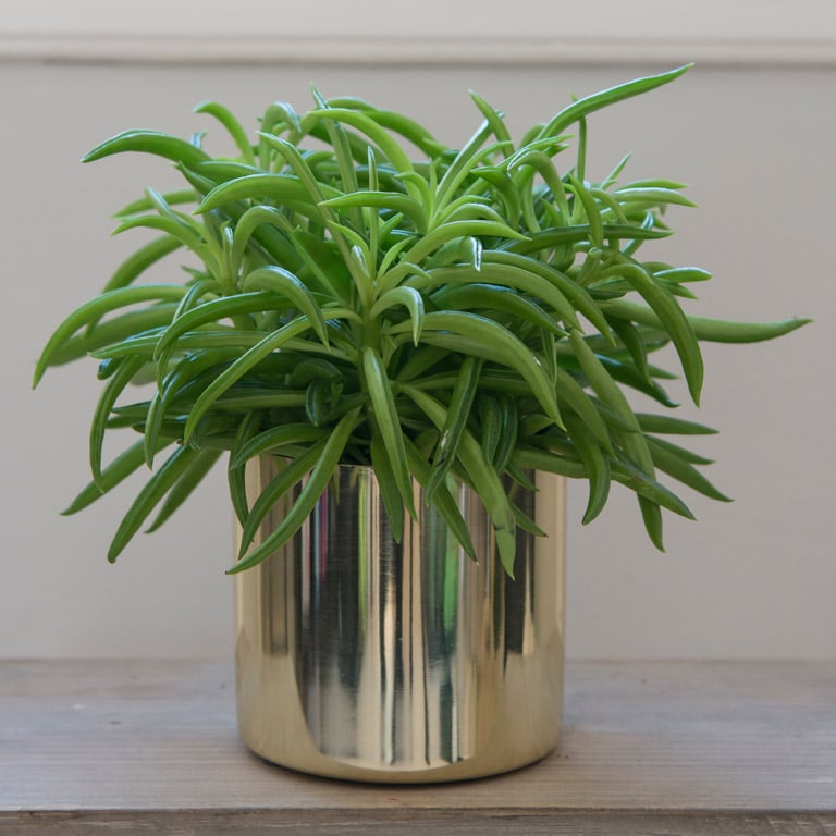 pilea-peperomia-nevada.jpg