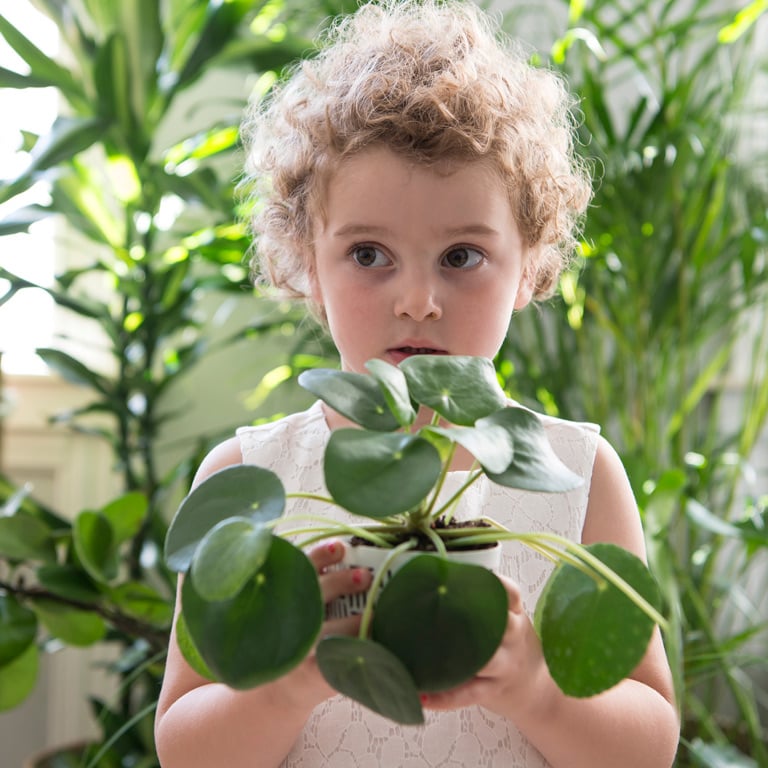 pilea-kinesisk-pengeplante-1.jpg