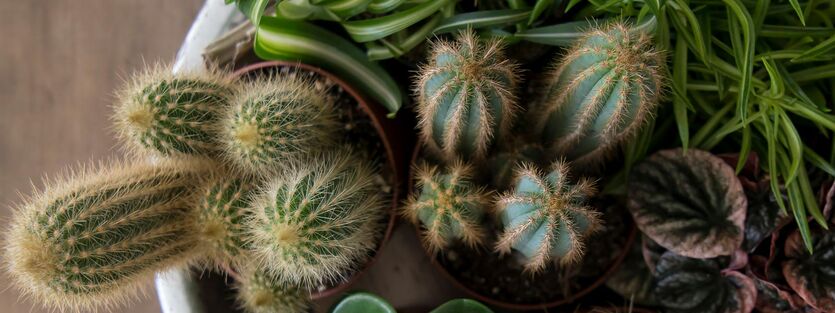 Cactaceae - Kaktus