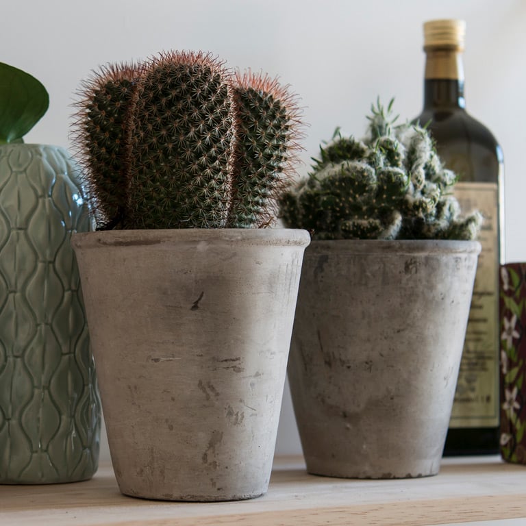 cactaceae-kaktus-1.jpg