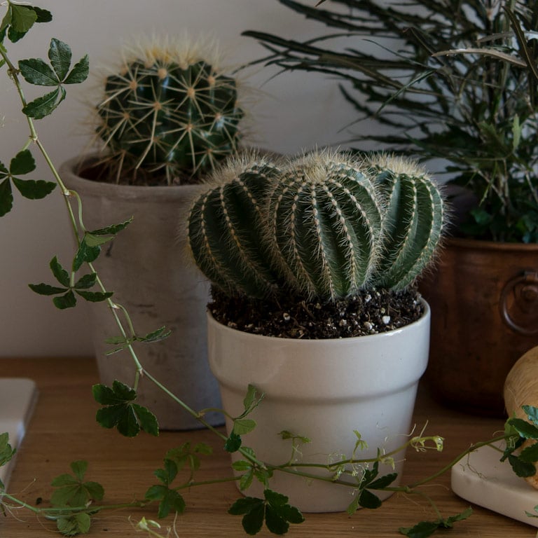 cactaceae-kaktus-2.jpg