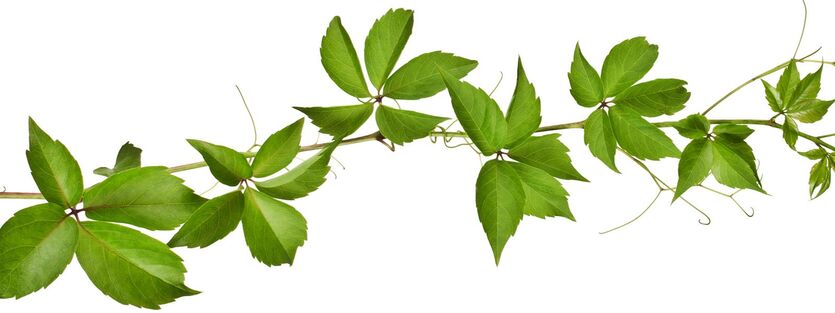 Cissus - Stuevin