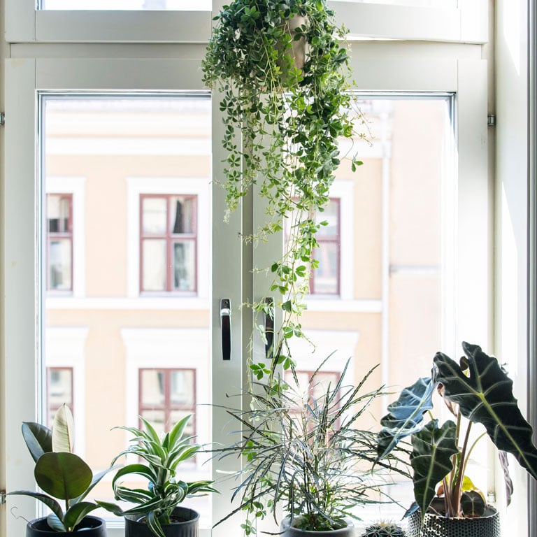 cissus-stuevin-4.jpg
