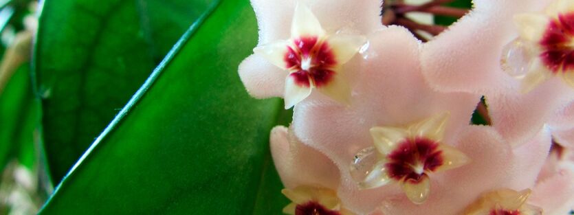 Hoya Carnosa - Porselensplante