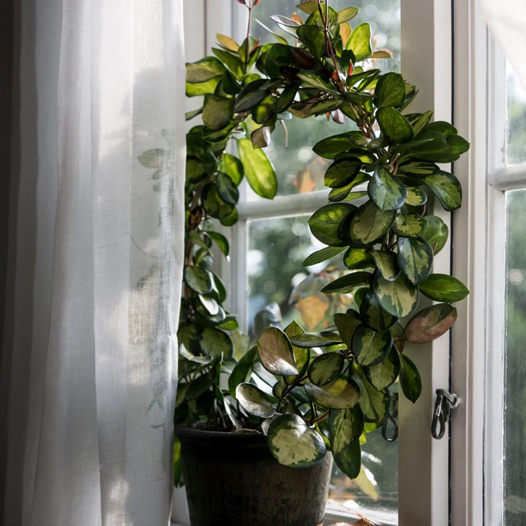hoya-carnosa-porselensplante-1.jpg