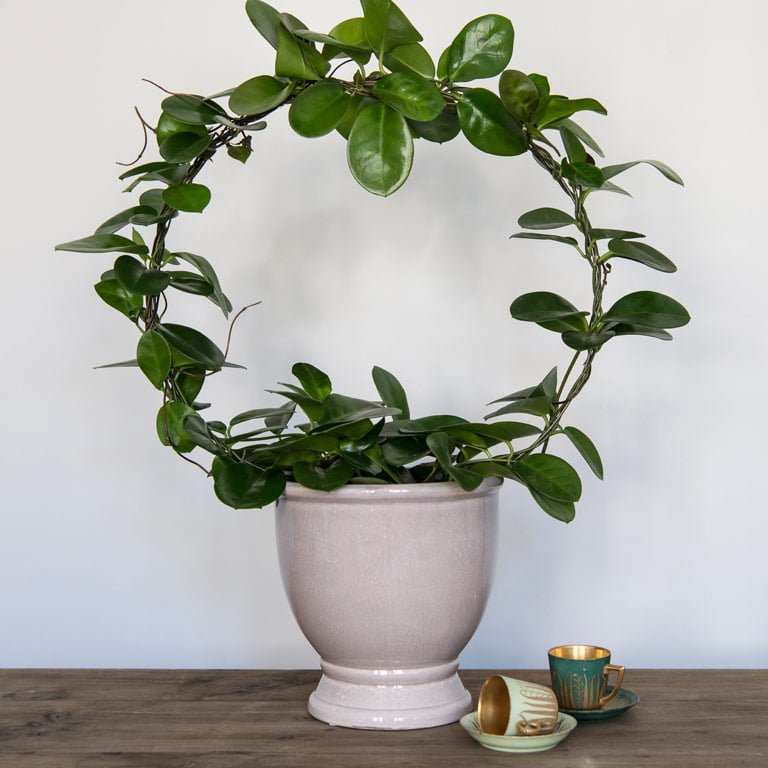 hoya-carnosa-porselensplante-2-1.jpg