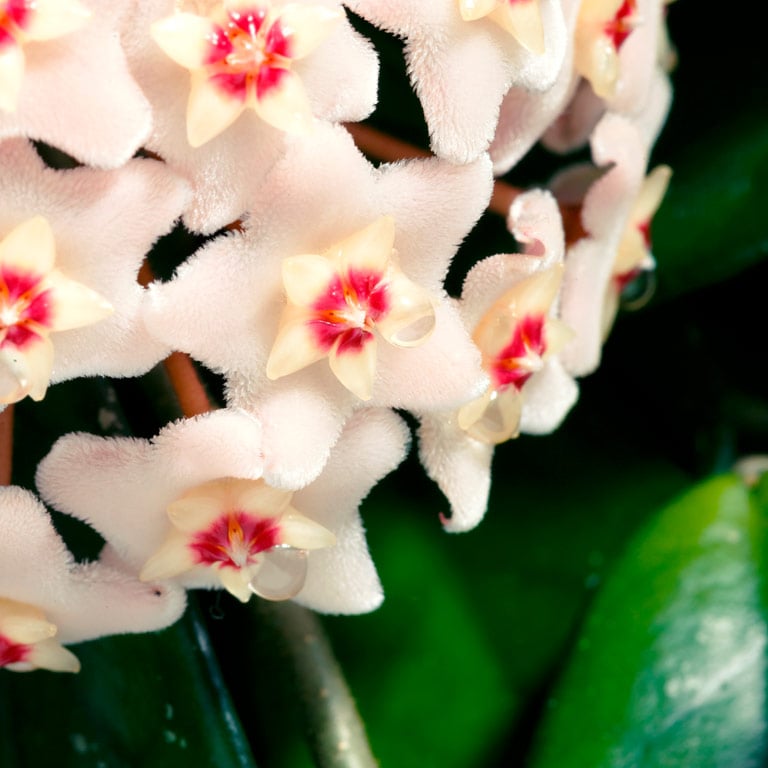 hoya-carnosa-porselensplante-3.jpg