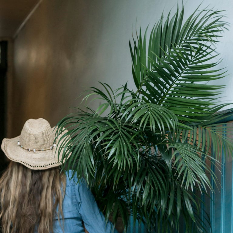 arecapalme-sommerfuglpalme-1.jpg