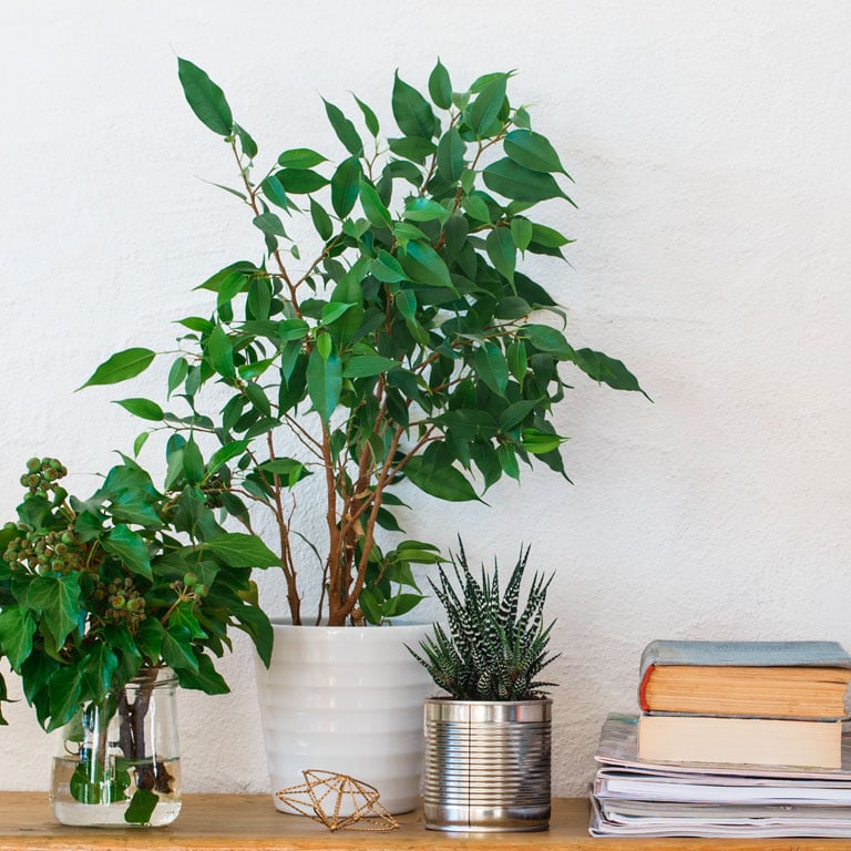 ficus-benjamina-bjorkefiken-3.jpg