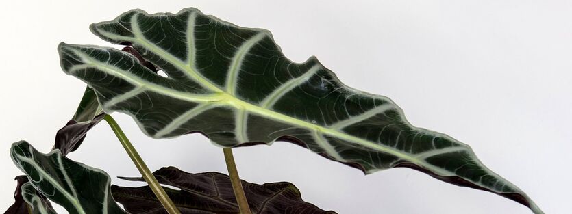 Alocasia - Elefant&oslash;re