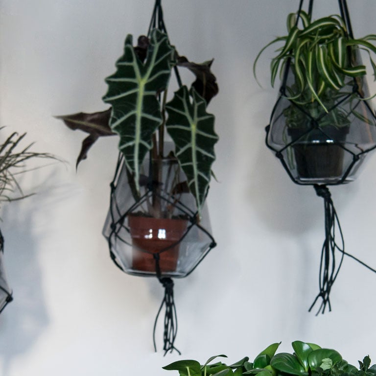 alocasia-elefantore-1.jpg