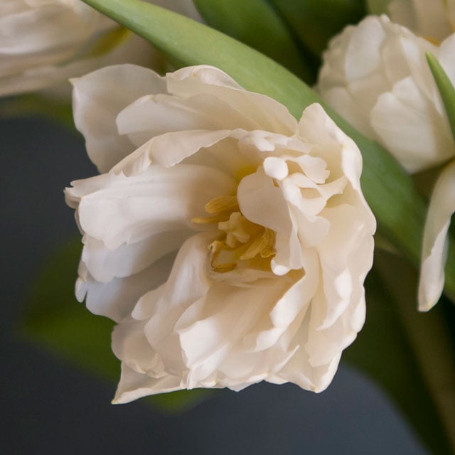 floriss-tulipaner-alicante.jpg