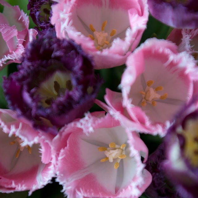 floriss-tulipaner-Cacharel-Cuban-Night-lilla.jpg
