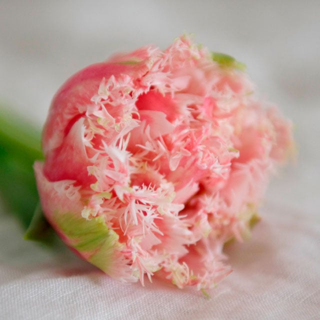 floriss-tulipaner-queensland.jpg