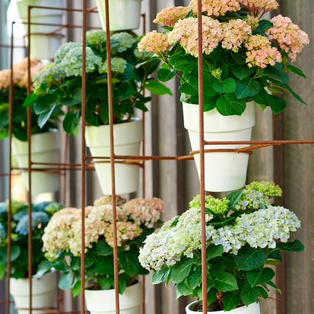 hortensia-magical-alle-farger-varianter-2.jpg
