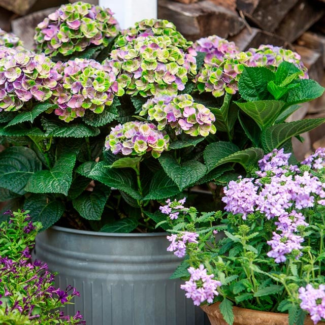 hortensia-magical-lilla-gronne-metall-vase.jpg
