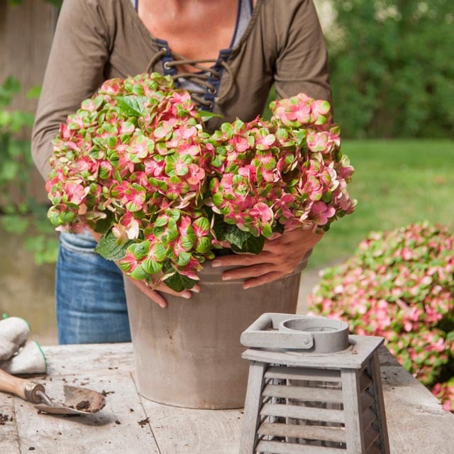 hortensia-magical-rode-gronne-blader-stein-vase.jpg