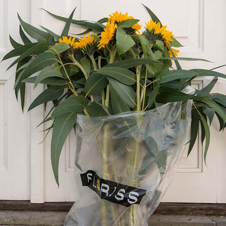 Floriss_poser6.jpg