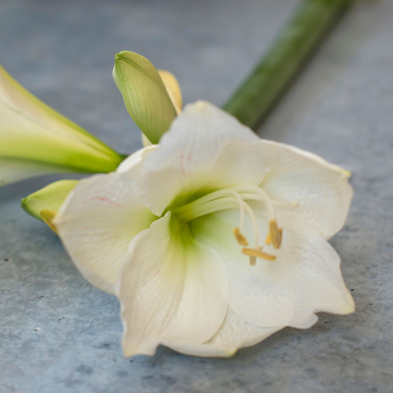 Amaryllis-Mont-Blanc.jpg