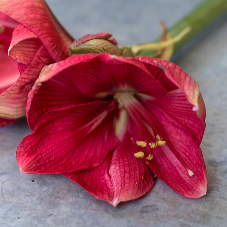 Amaryllis-Hercules.jpg