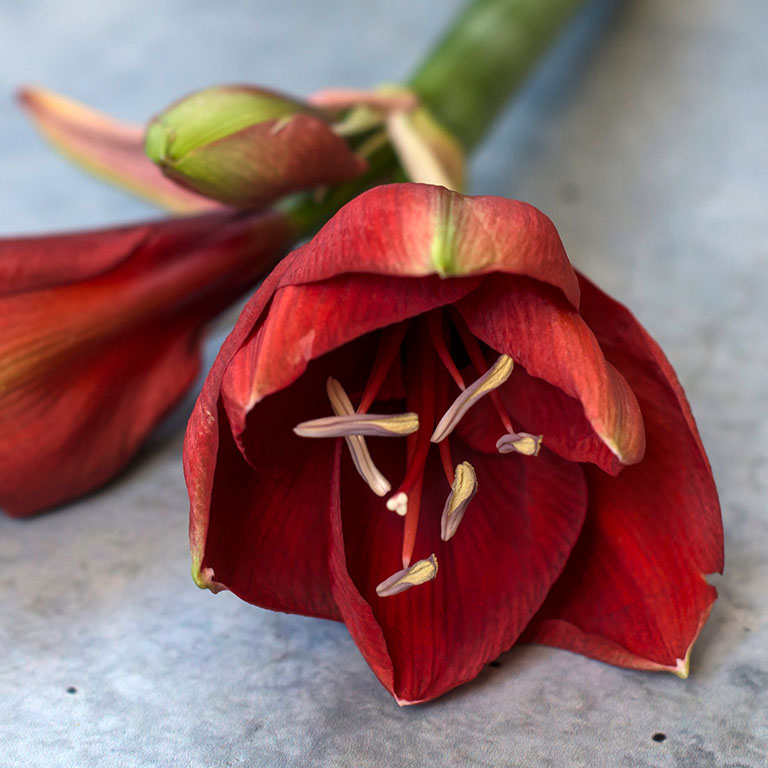 Amaryllis-Mont-Blanc.jpg