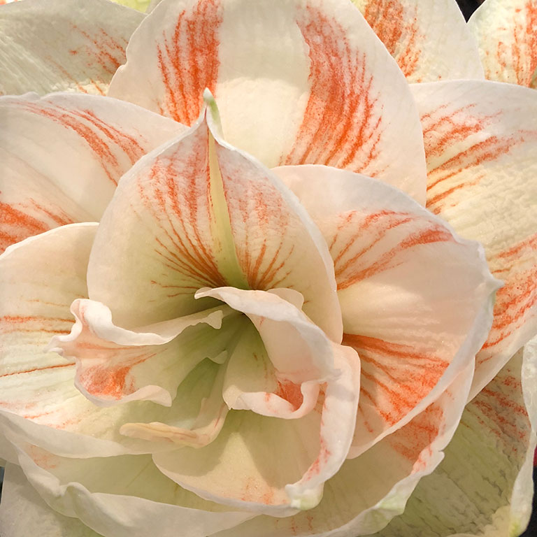 Amaryllis-Mont-Blanc.jpg