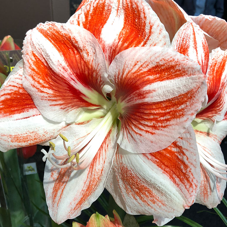 Amaryllis-Hercules.jpg