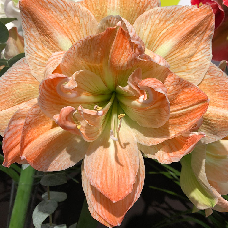 Amaryllis-Hercules.jpg