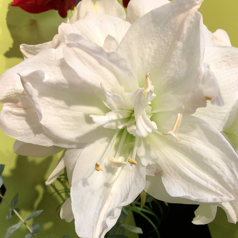 Amaryllis-Mont-Blanc.jpg